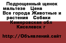 Подрощенный щенок мальтезе › Цена ­ 15 000 - Все города Животные и растения » Собаки   . Кемеровская обл.,Киселевск г.